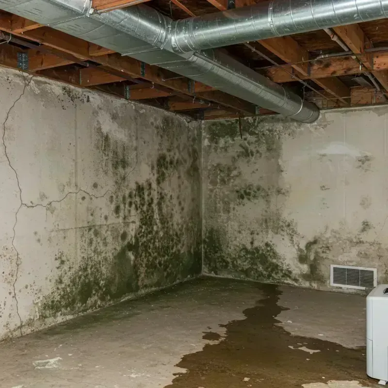 Professional Mold Removal in Biscoe, NC